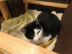 -猫的天空之城概念书店(杭州南宋御街店)