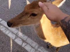 -清迈夜间动物园