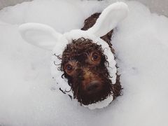 -Oh My Dog宠物沙龙(伊珊娜皮毛护理店)