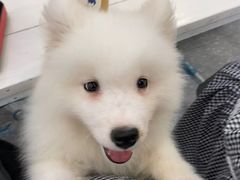 -Let's go狗咖·猫咖·奶狗·桌游(春熙路IFS店)
