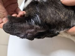 -全心全意连锁动物医院·特色中医诊疗(会城门分院)