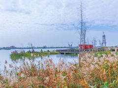 -芒洲湿地公园