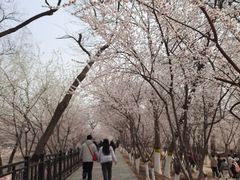 -桃花堤公园