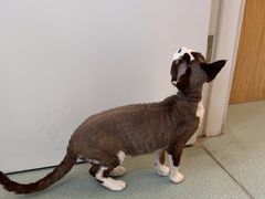 -瑞派·关忠动物医院·猫专科·犬专科(三环新城店)