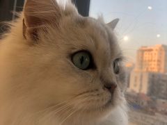 -怪兽屋·羊驼·猫咖·狗咖(俊华广场店)