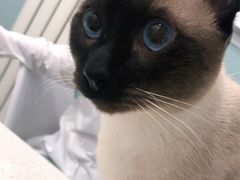 -纳吉亚猫专科动物医院·北北分院
