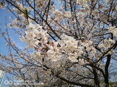 -新虹桥中心花园