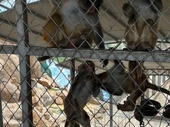 -西霞口神雕山野生动物世界