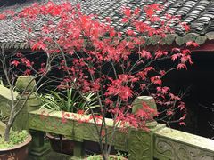 -峨眉山报国寺