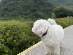 -靖西鹅泉风景区