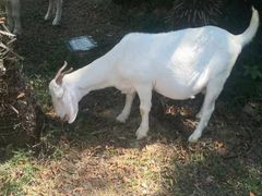 -福建鲤鱼洲酒店