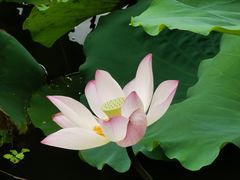 -荔湾湖公园