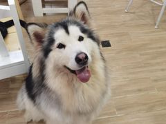 -李小姐の猫咖啡馆(五角场店)