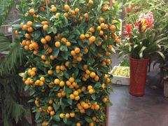 -双季花艺园艺市场(浦东店)