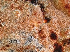 -徐记红川肉烧饼