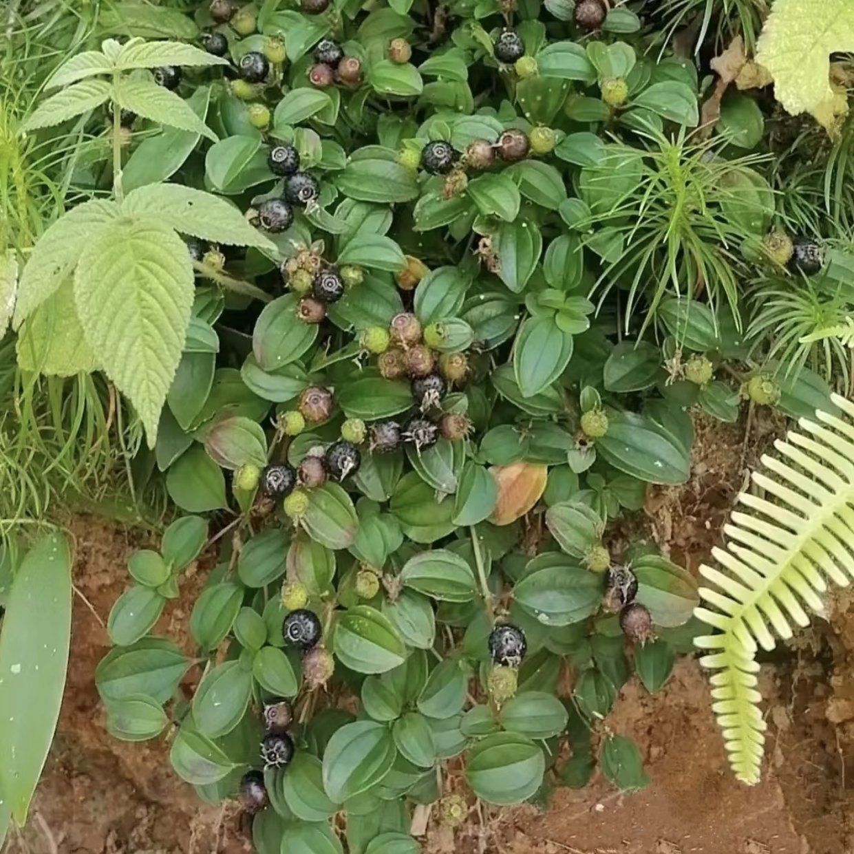 这黑黑的小果果是啥啊