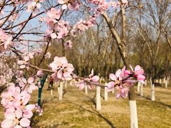 -大兴滨河森林公园