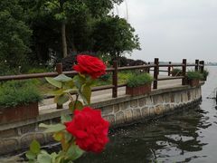 -鹅湖玫瑰文化园