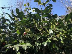 -红山村