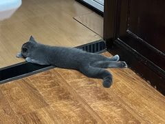 -lincat·猫舍(广州店)