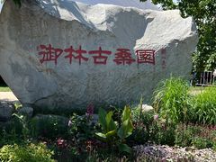 -御林古桑园