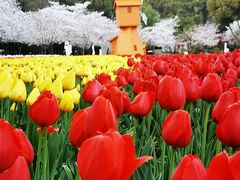 -苏州上方山国家森林公园