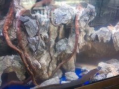 -石葵(锦业时代店)