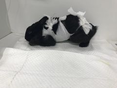 -北京观赏动物医院·24小时大型综合·猫专科·异宠专科