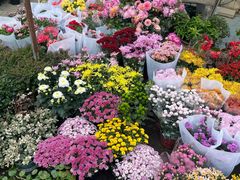 -三圣花乡旅游区