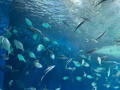 -上海海洋水族馆