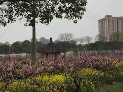 -南汇桃花村