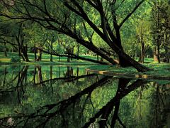 -上海共青森林公园