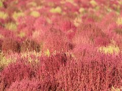 -天津东丽湖风景区