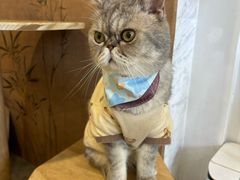 -楼上猫咖(罗湖店)