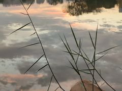 -金沙湖公园