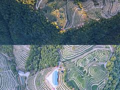 -天台国家森林公园水上茶乡九鹏溪