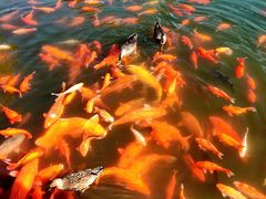 -西湖外事游船(花港观鱼码头)