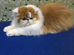 -瑞鹏宠物医院·骨科·猫科·内科(第一中心)