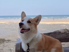 -贝壳沙滩