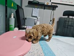 -半岛宠物医院24小时(科华中路店)
