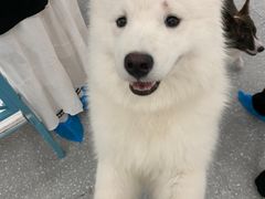 -Let's go狗咖·猫咖·奶狗·桌游(春熙路IFS店)