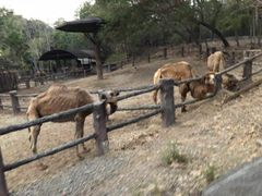 -清迈夜间动物园