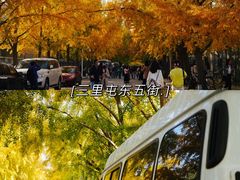 -三里屯东五街银杏大道