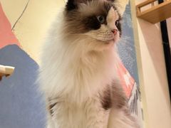 -滚猫咖啡·猫咖·猫友好撸猫(未来城店)