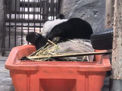 -栾川竹海野生动物园