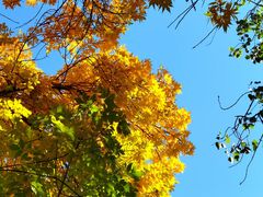 -三里屯东五街银杏大道