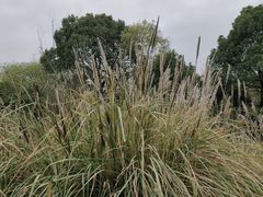 -梁鸿国家湿地公园