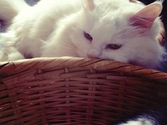 iphone_upload_pic-Anne猫窝咖啡屋