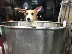 -PETKIT小佩宠物(昭化店)