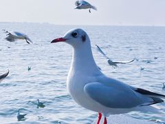 -海埂大坝